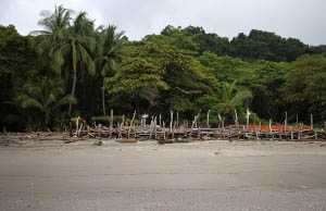 Montezuma Turtle Nest Protection Project