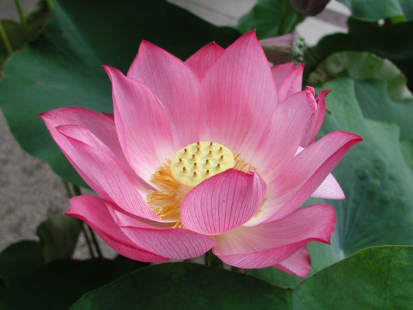 lotus flower pictures 1 (1)