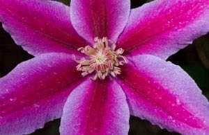 Mind and Body Benefits of Bikram Yoga