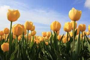 Integral Yoga Teacher Training