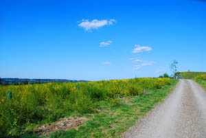Ananda Yoga Retreats