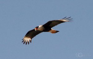 Caracara - Birds of Costa Rica