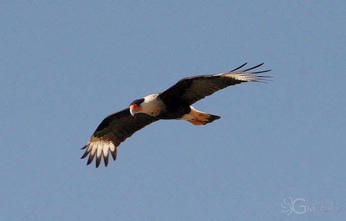 Caracara - Birds of Costa Rica