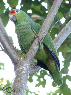 Red Lored Parrot