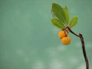 Ananda Yoga Teacher Training