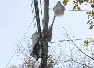 Electrocuted Monkey
