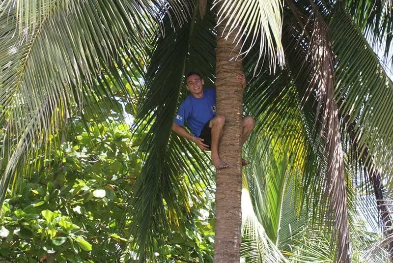 Climbing a Coconut Tree
