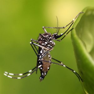 Aedus Mosquito