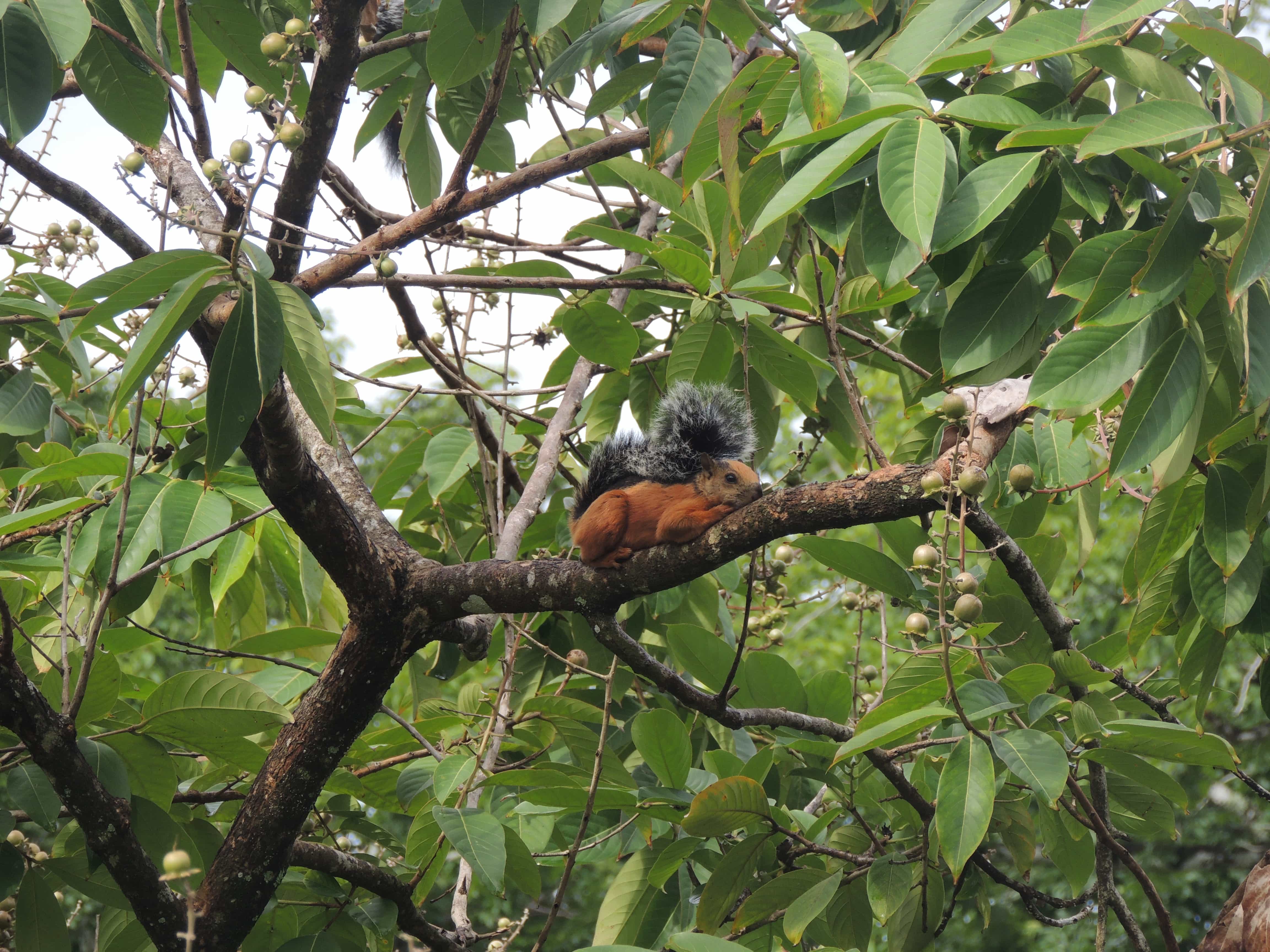 Resting wildlife